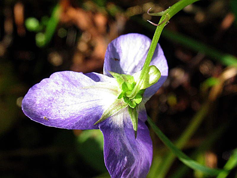 Viola riviniana Rchb. / Viola di Rivinus